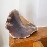 Large seashell: Placuna