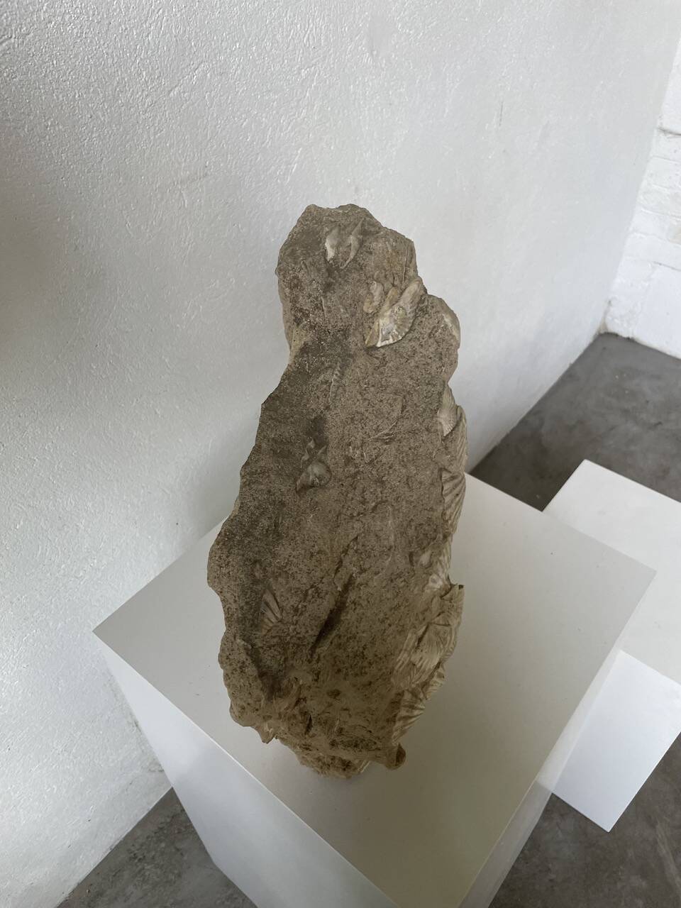 Fossil sedimentary rock and shell