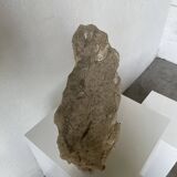 Fossil sedimentary rock and shell