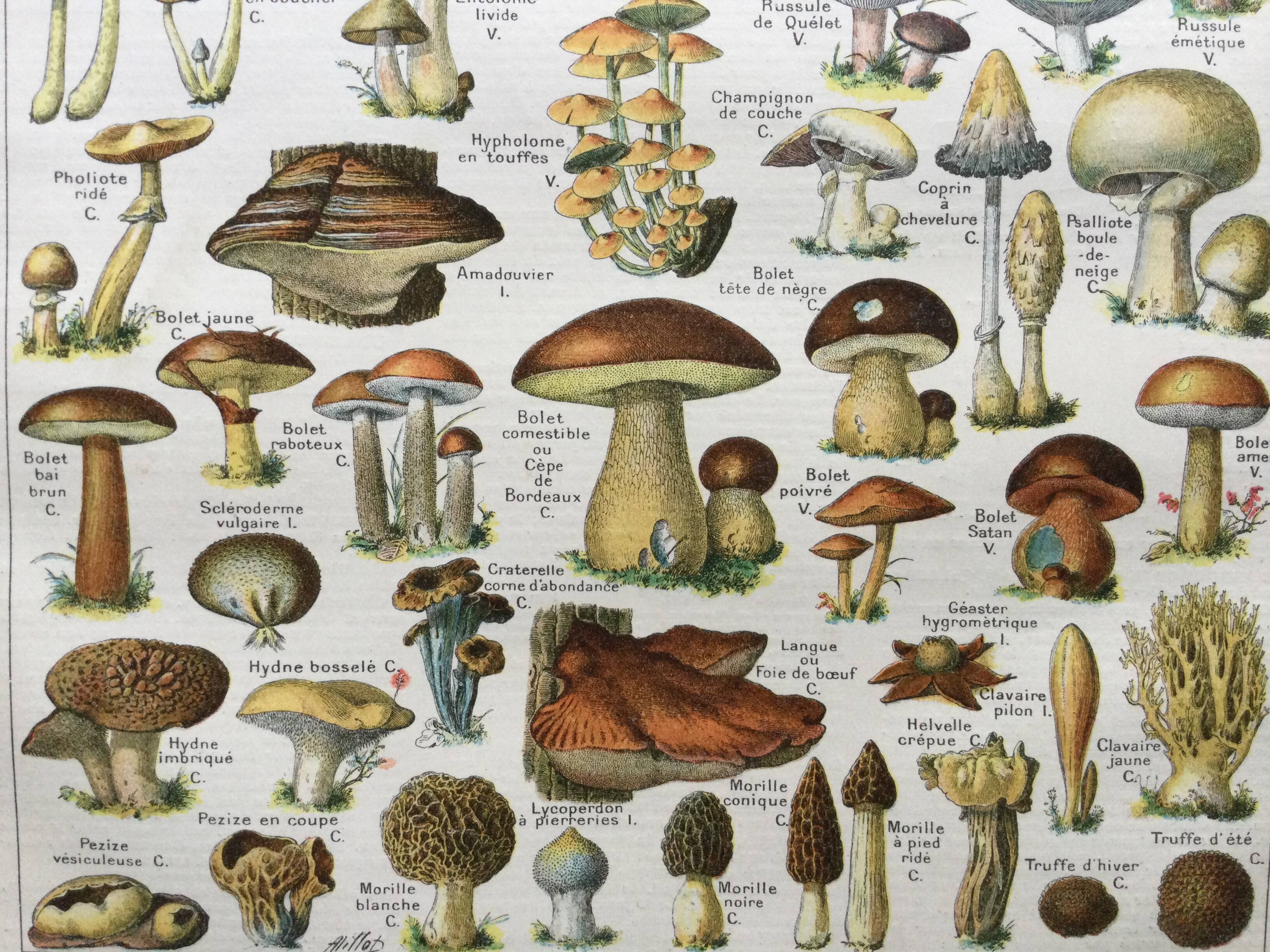 Old engraving 1897 - Mushrooms A. Millot - botanical plate