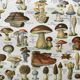 Old engraving 1897 - Mushrooms A. Millot - botanical plate