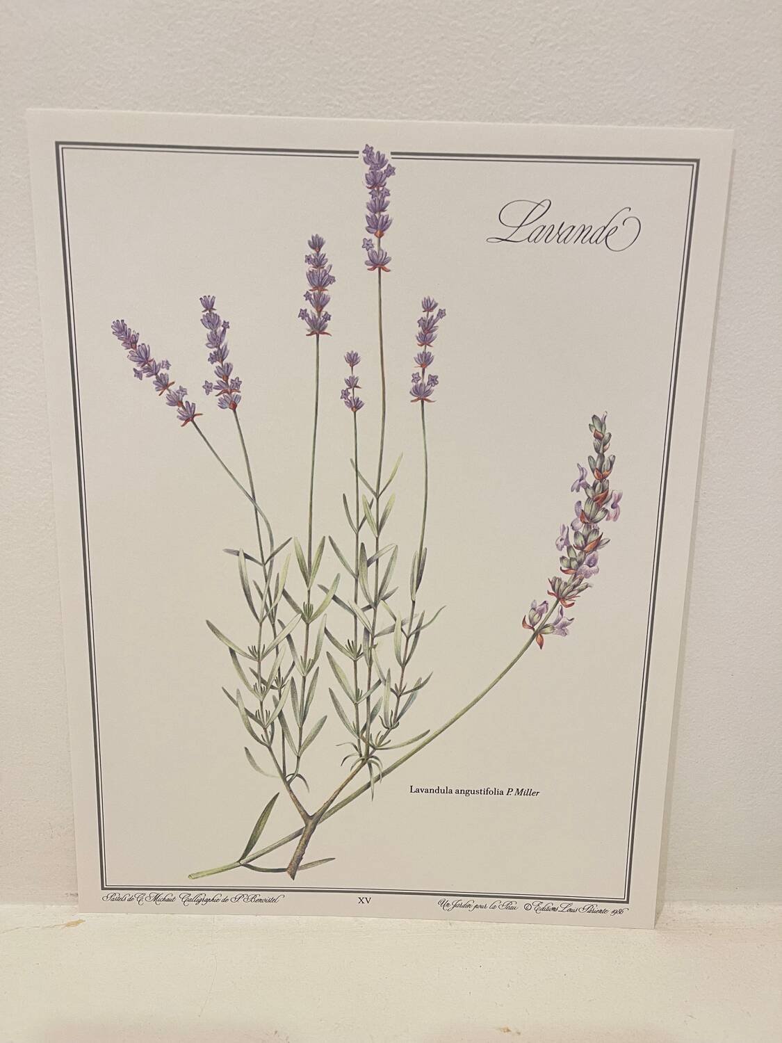 Botanical plate – Lavender – Louis Pariente, 1986