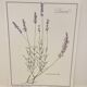 Botanical plate – Lavender – Louis Pariente, 1986