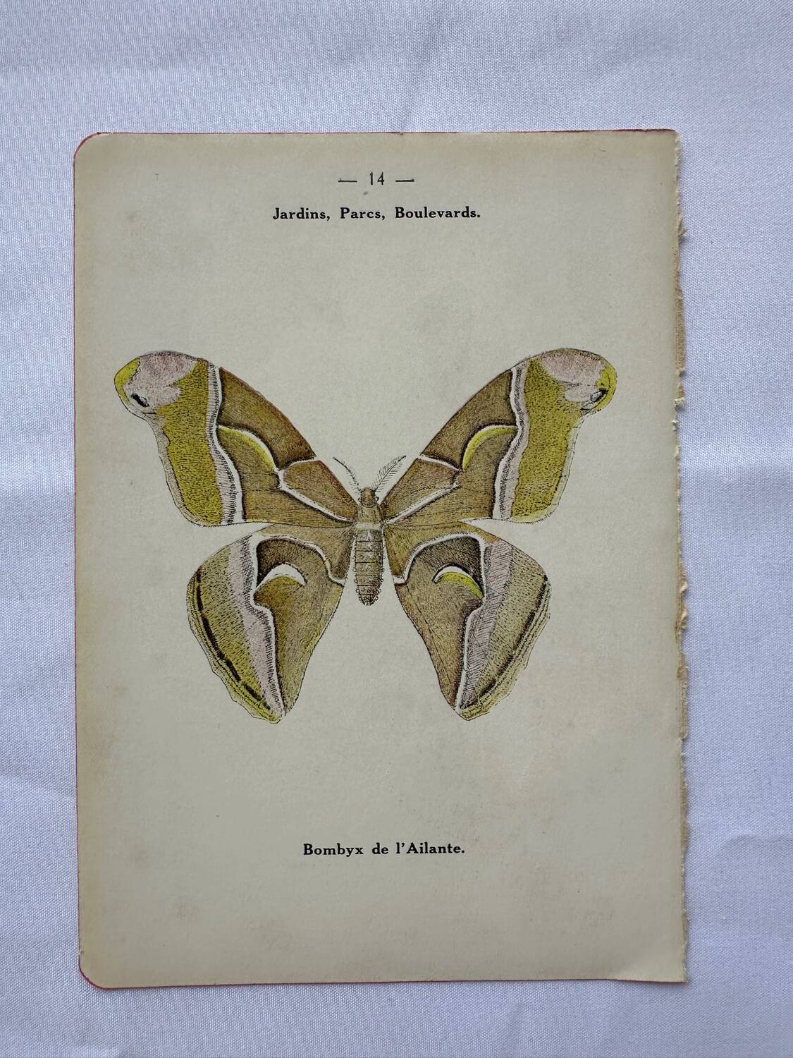 Vintage botanical engraving double-sided naturalist plate 18th century