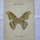 Vintage botanical engraving double-sided naturalist plate 18th century