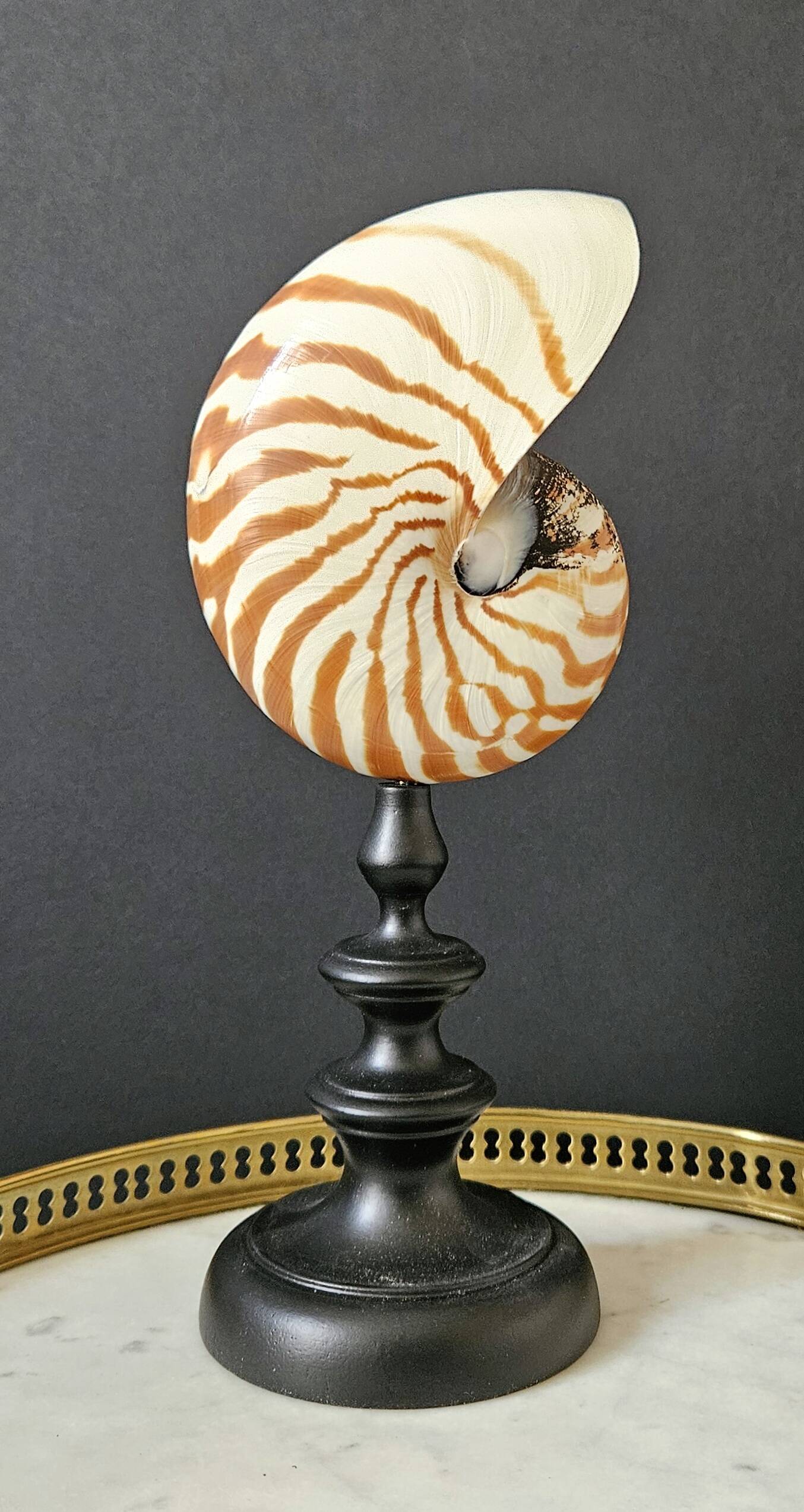 Nautilus / Natural Nautile, Black Turned Wooden Base H: 25 cm