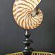Nautilus / Natural Nautile, Black Turned Wooden Base H: 25 cm