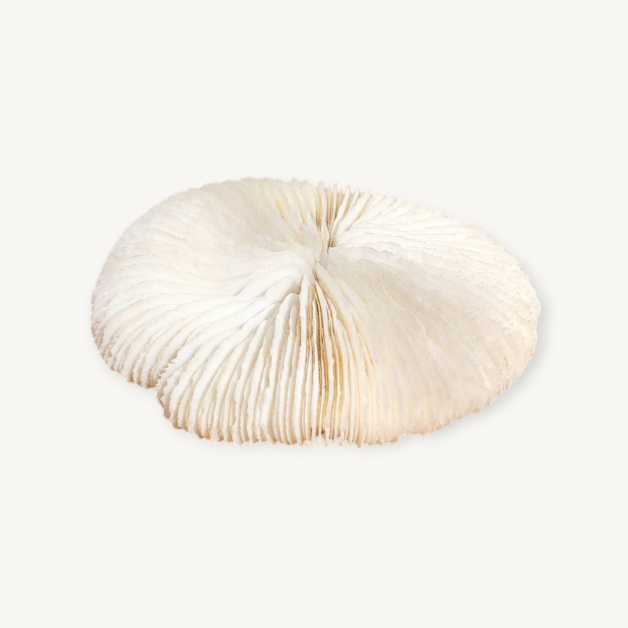 Ancient Coral Fungia or Shark Cushion