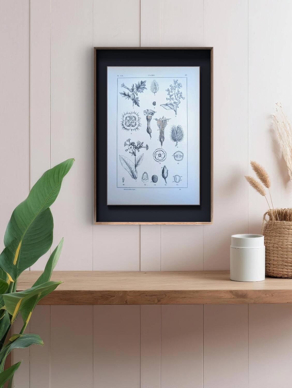 Printed in 1889, the nightshades (Solanaceae). Old botanical plate.