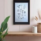 Printed in 1889, the nightshades (Solanaceae). Old botanical plate.