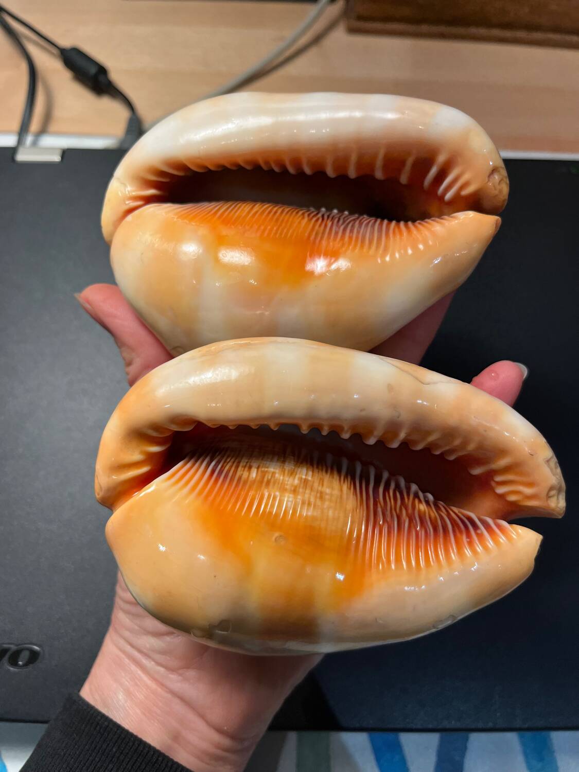 Pair of large seashells cyprae cassis rufa