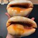 Pair of large seashells cyprae cassis rufa