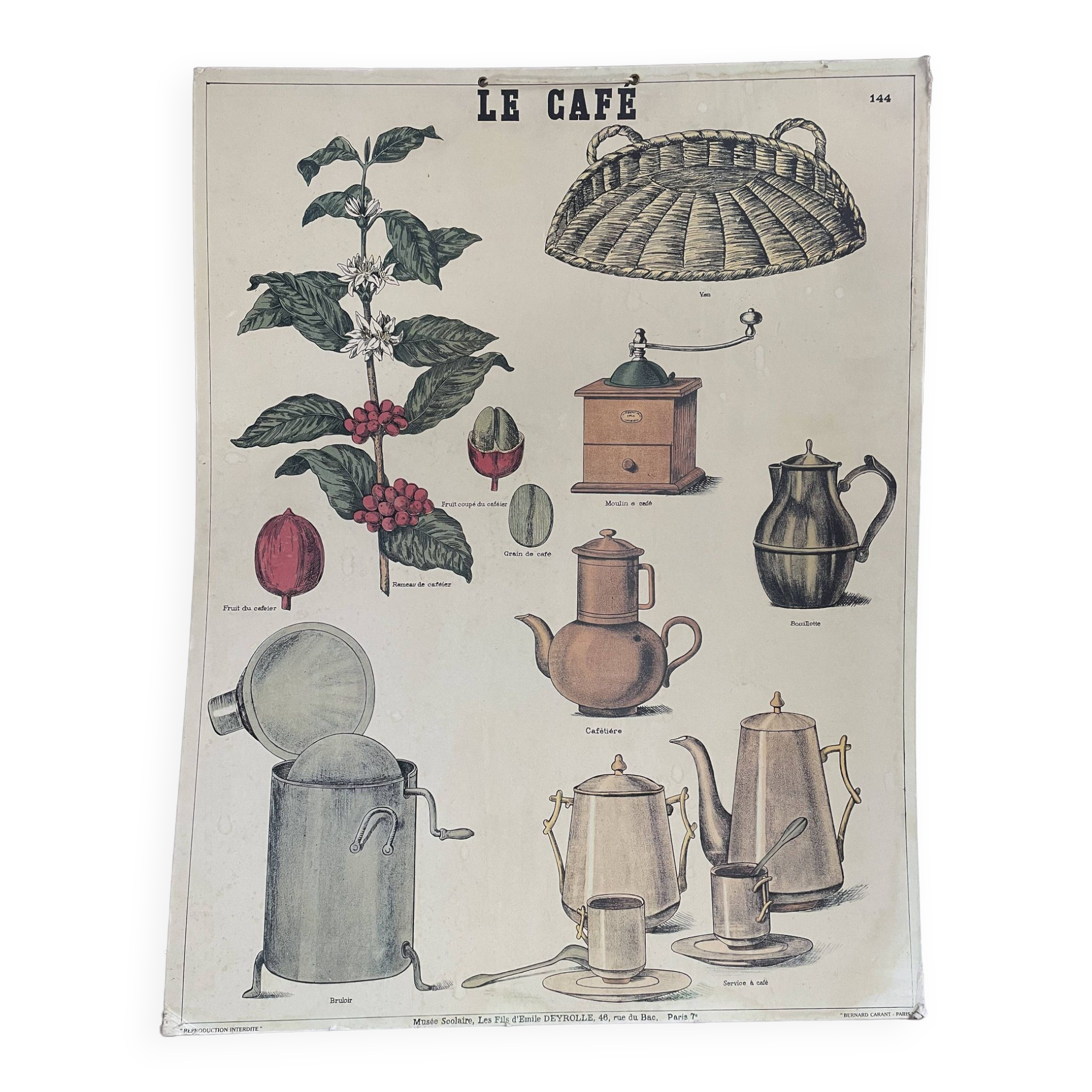 Le Café - Affiche pédagogique Deyrolle imprimée par Bernard Carant, Paris