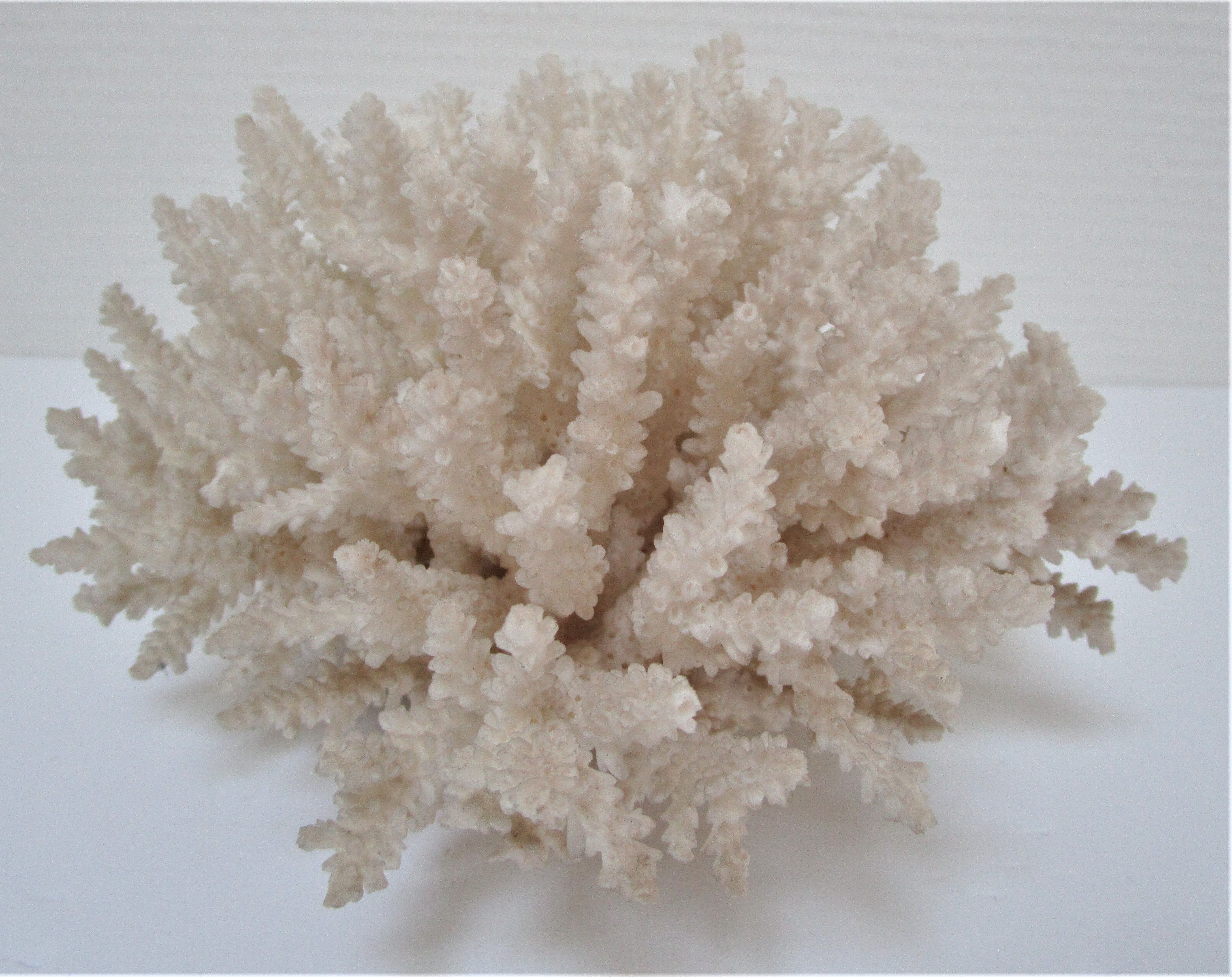 Buisson de corail blanc vintage