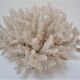 Buisson de corail blanc vintage
