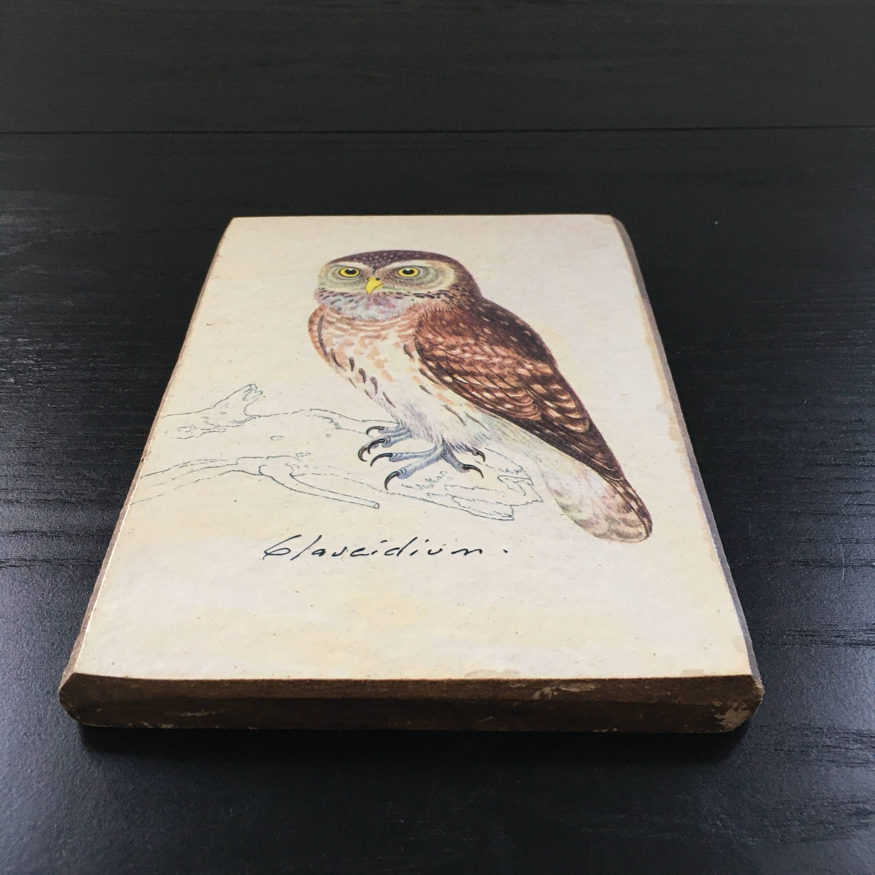 Owl ornithological board