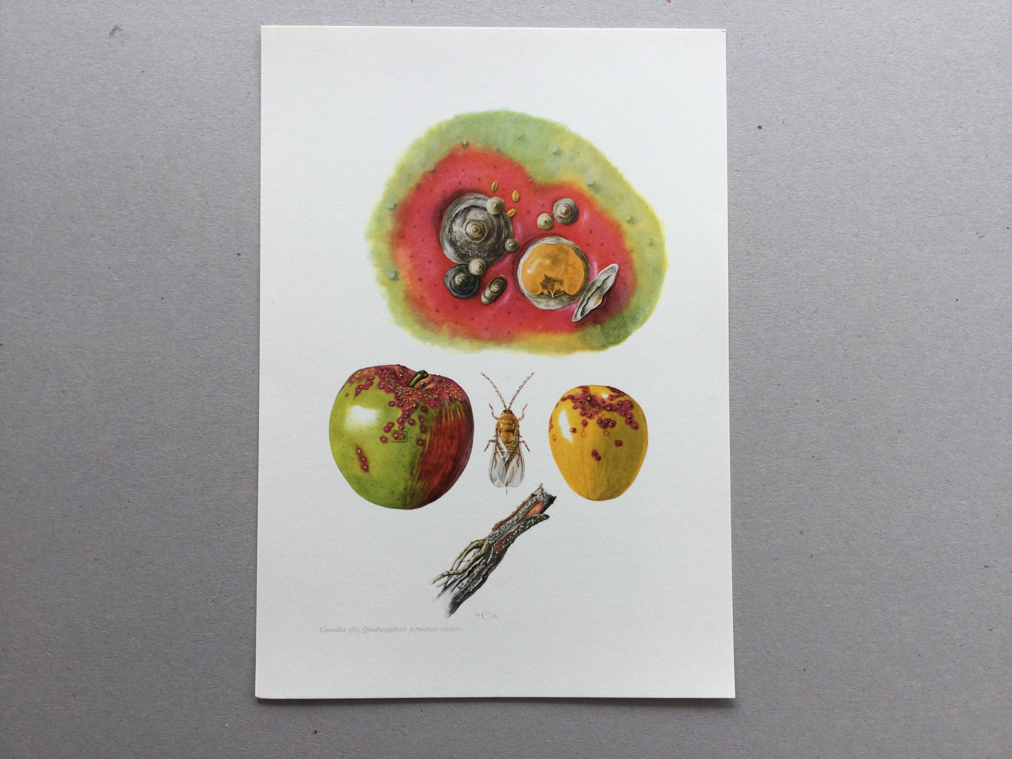 Botanical poster 'Insects' Antique illustration, 1960s