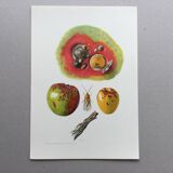 Affiche botanique 'Insectes' Illustration ancienne, années 60