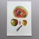 Botanical poster 'Insects' Antique illustration, 1960s