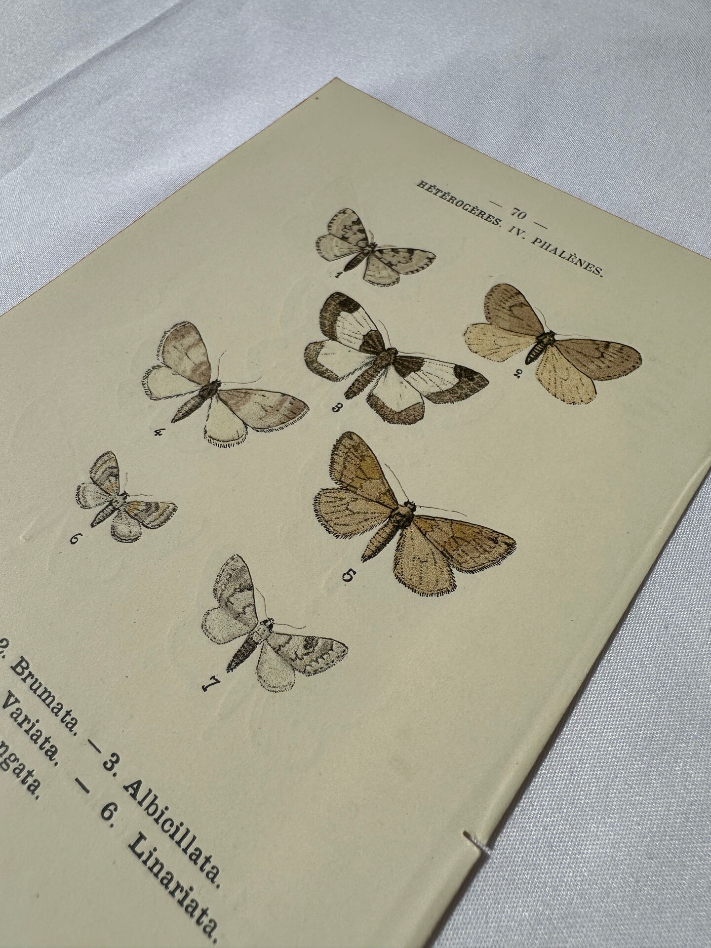 🦋 Botanical Plate Engraving of a Butterfly, 19th Century Naturalist
