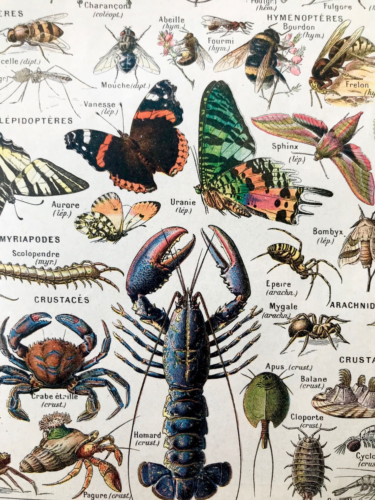 Ancient Arthropod board