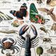 Ancient Arthropod board
