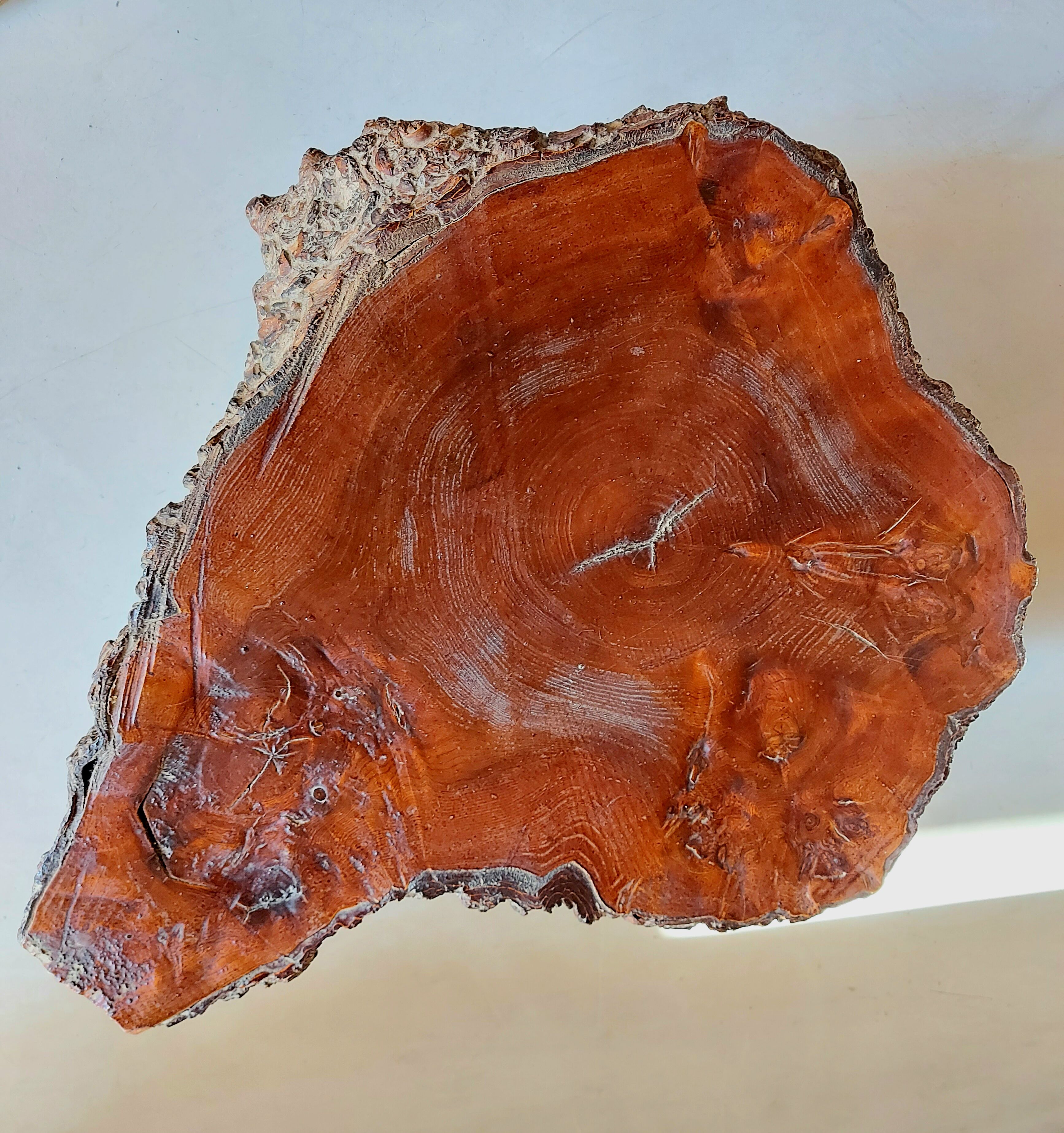 Vintage brutalist coffee table in elm magnifying glass