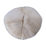 Former shell coral white