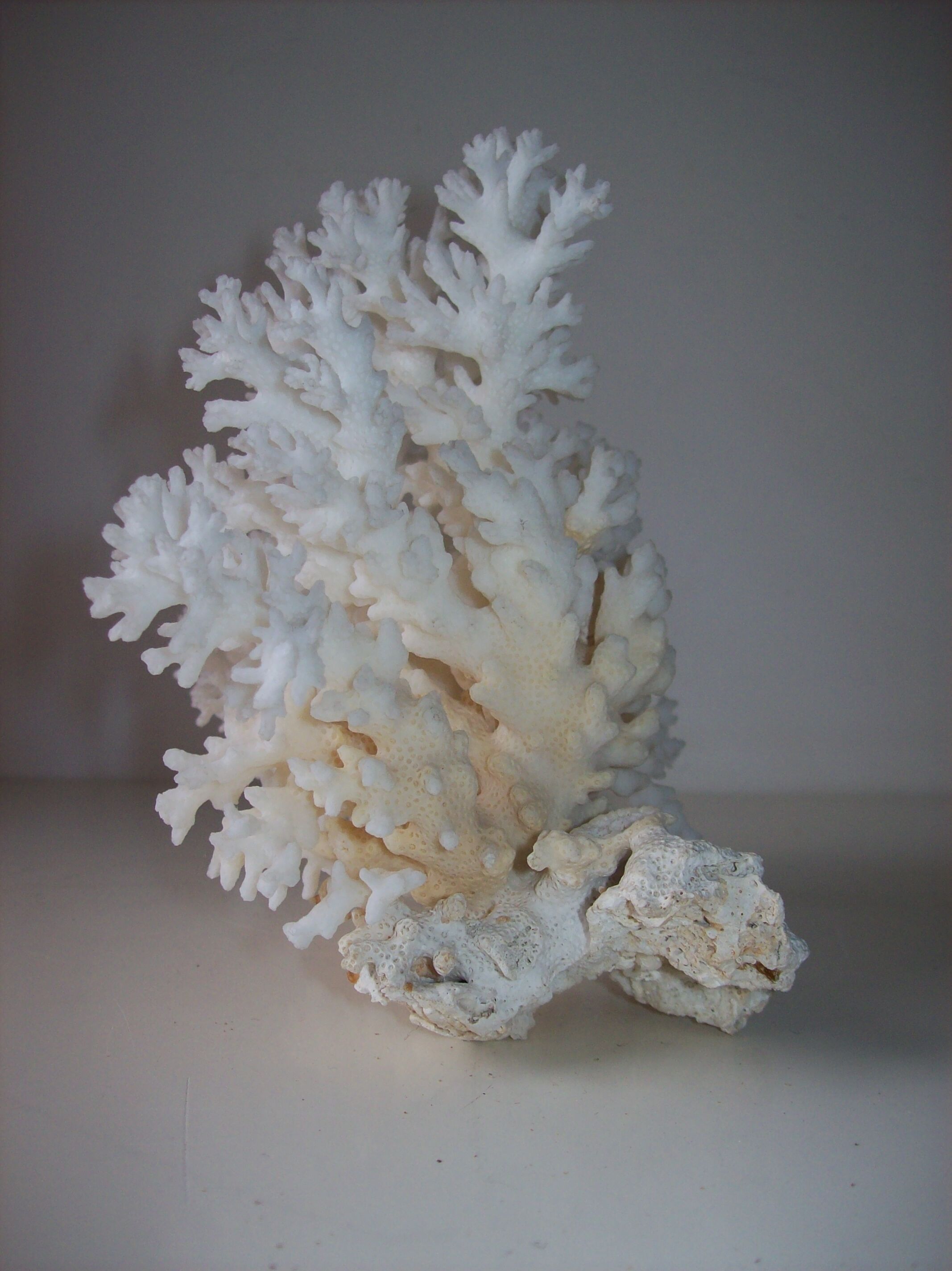 Coral