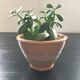 Glazed terracotta salad bowl