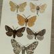 Vintage botanical plate antique butterfly engraving 1903 double-sided G. Denise
