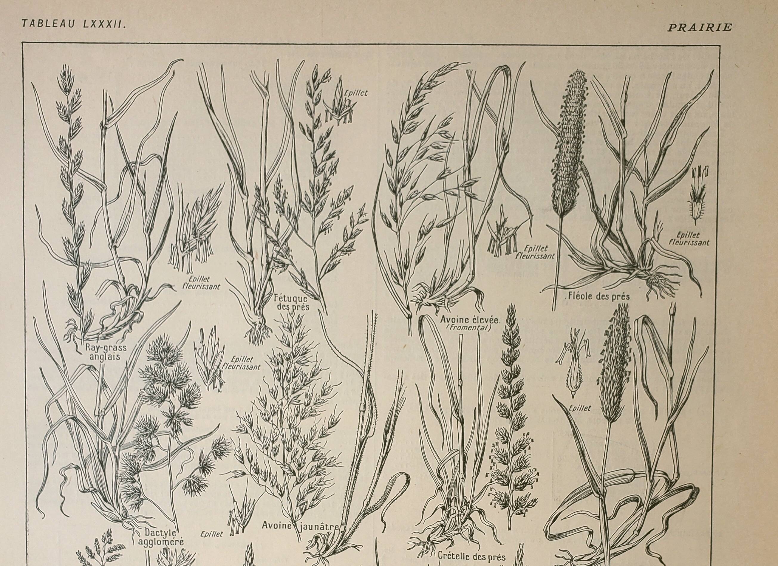 Gravure ancienne 1922, Flore de prairie, plante sauvage, fleur • Lithographie, illustration original