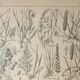 Gravure ancienne 1922, Flore de prairie, plante sauvage, fleur • Lithographie, illustration original