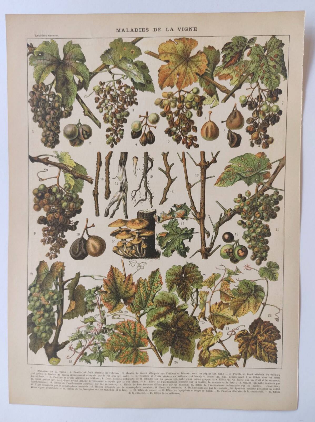 Engraving • Vine • Original and vintage poster from 1907