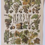 Engraving • Vine • Original and vintage poster from 1907