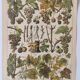 Engraving • Vine • Original and vintage poster from 1907