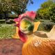Pichet Carafe Coq Zoomorphe Vintage en Ceramique Barbotine Broc Coq