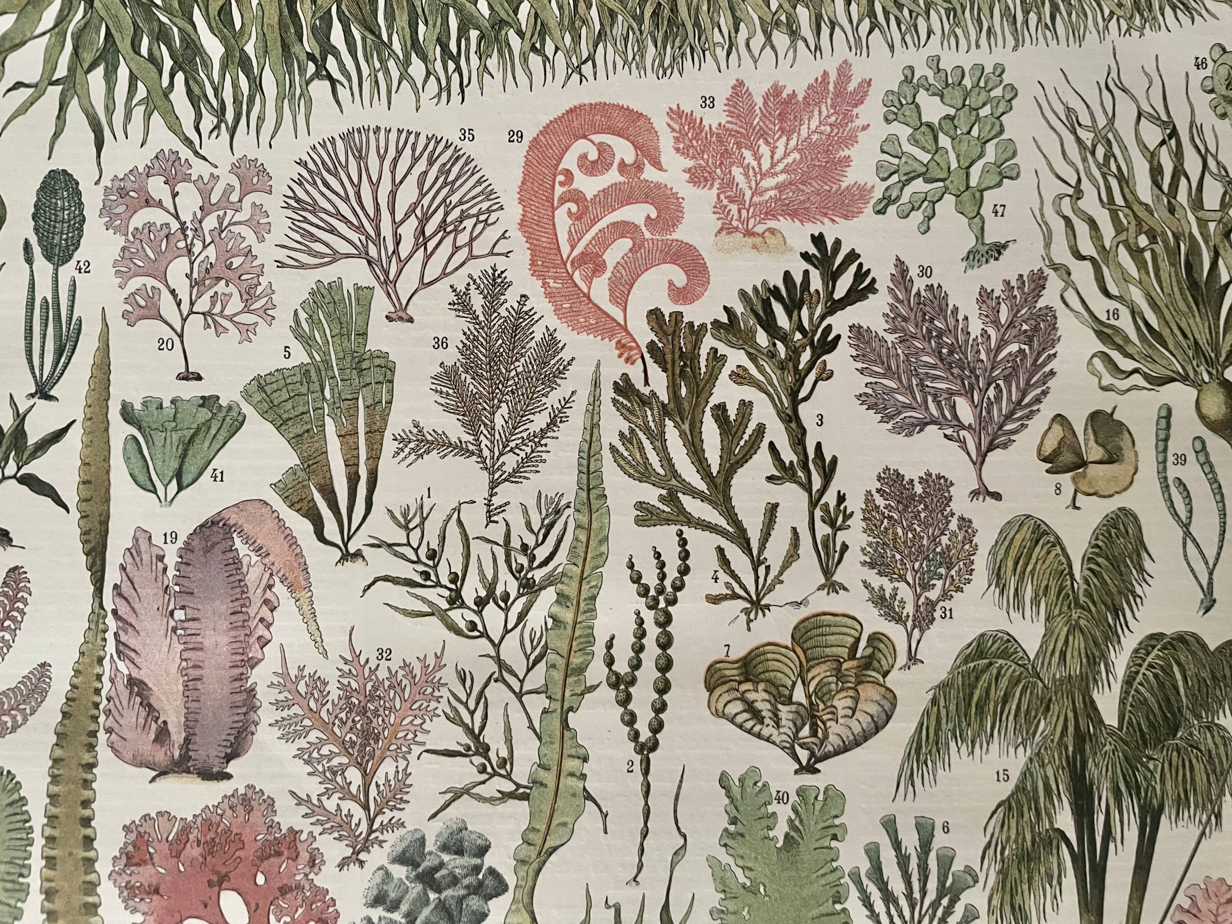 Lithograph on algae from 1897