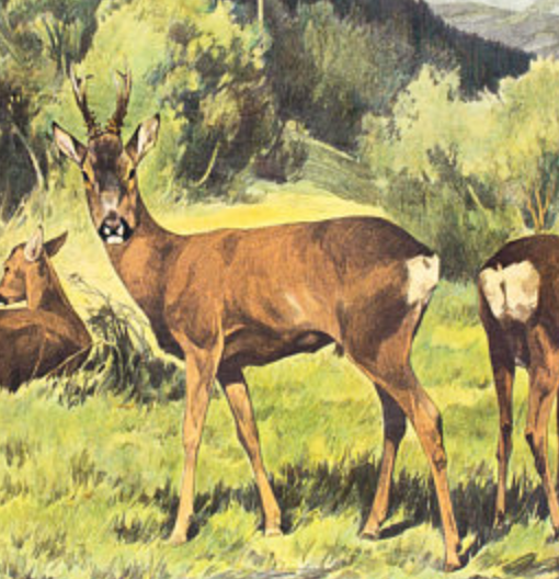 Poster "Deer" educational rack Franz Roubal 1925