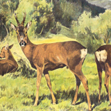 Poster "Deer" educational rack Franz Roubal 1925