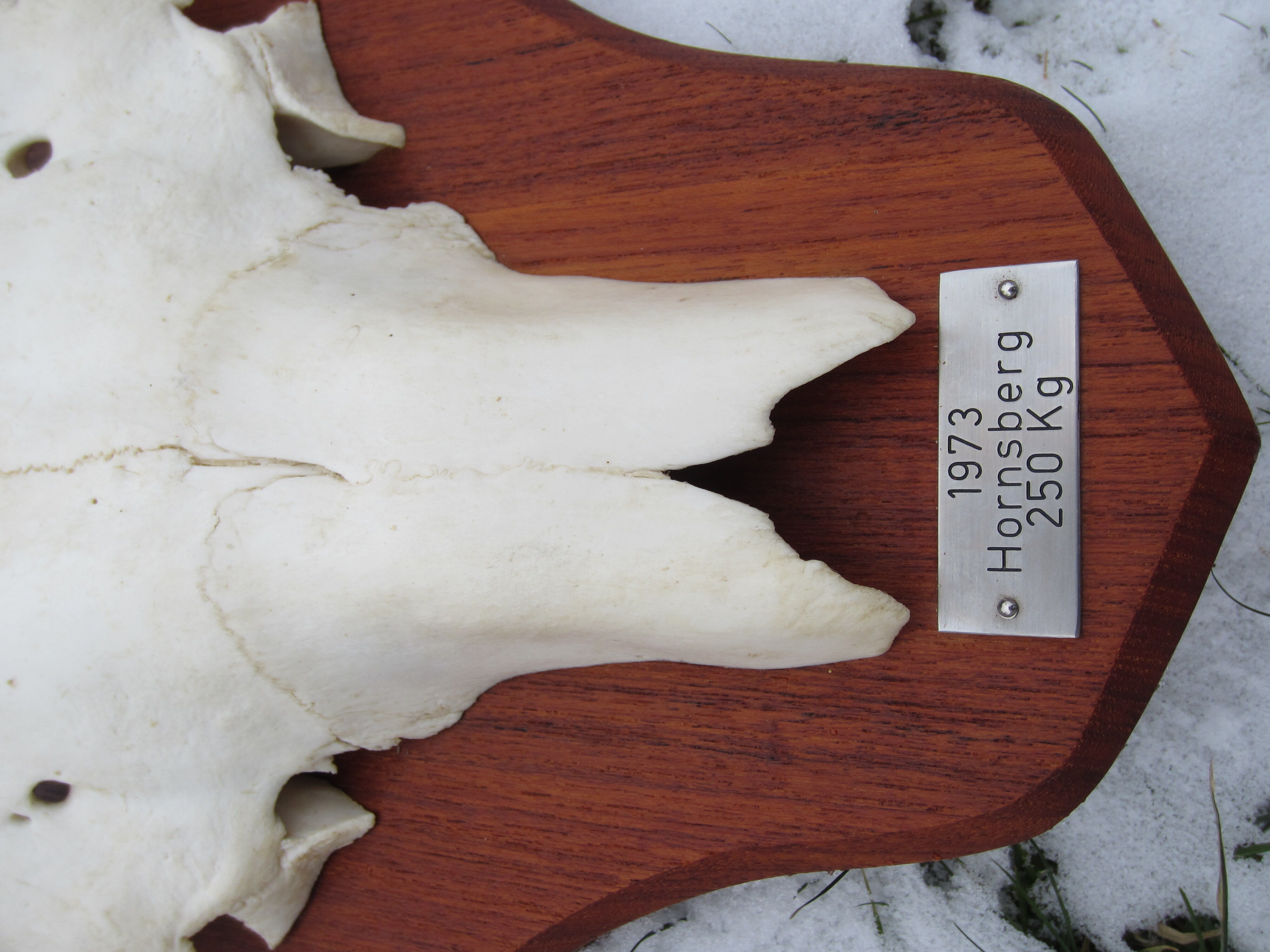 Trophée de chasse cornes d'élan