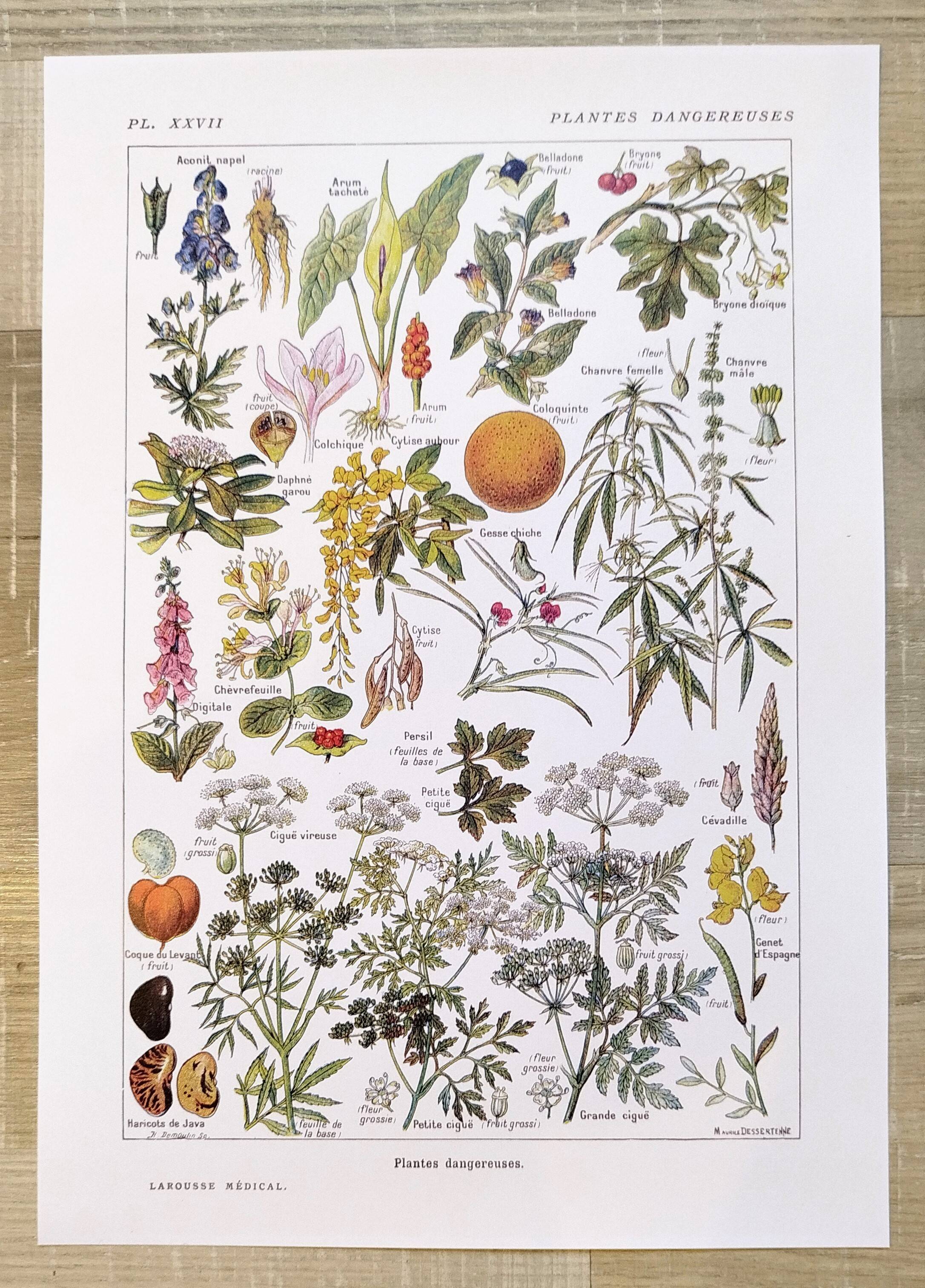 Poster about dangerous plants "hemlock", from a 1920 lithograph