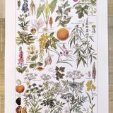 Poster about dangerous plants "hemlock", from a 1920 lithograph