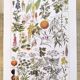 Poster about dangerous plants "hemlock", from a 1920 lithograph