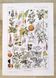 Affiche sur les plantes dangereuses "cigue", d'après une lithographie de 1920