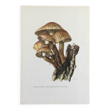 Illustration botanique Champignons Pholiote Impression Vintage des années 60