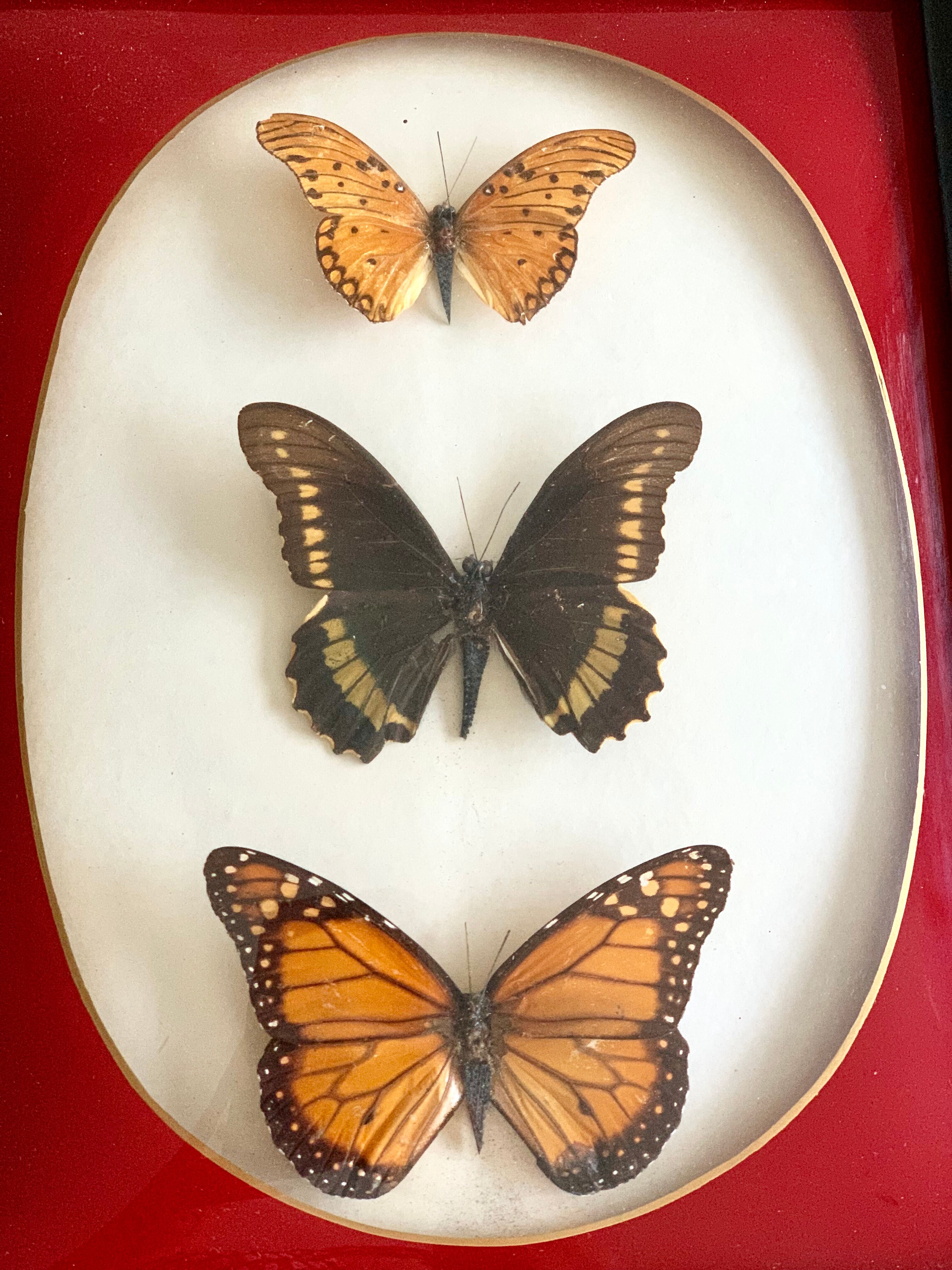 Naturalized Butterfly border of Brazil