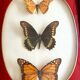 Naturalized Butterfly border of Brazil