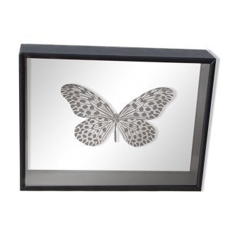 Naturalized butterfly frame: Idea lynceus (Malaysia)