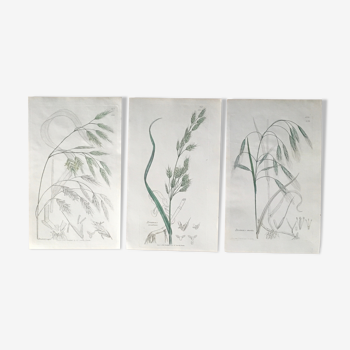 Trio de planches d’herbes Ed Londres 1809